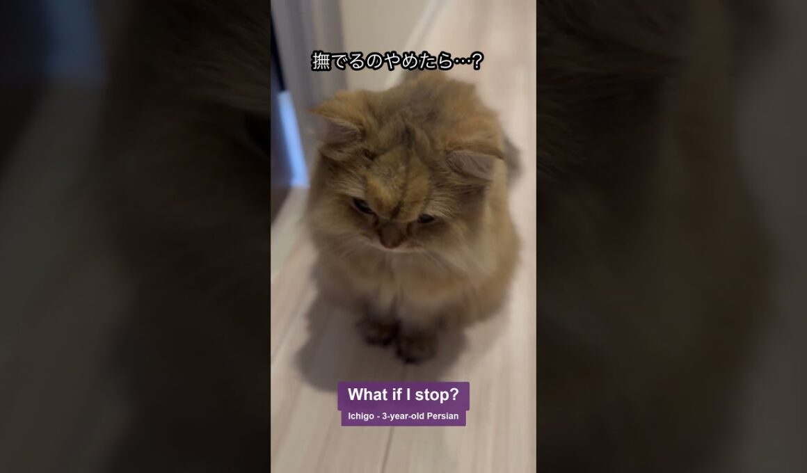 撫でるのをやめたら、この顔。｜ペルシャ猫いちご #Shorts
