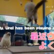 バーマン猫ラフとウリ【最近ウリもよく遊ぶ】Recently, Urel has been playing a lot too（バーマン猫）Birman/Cat