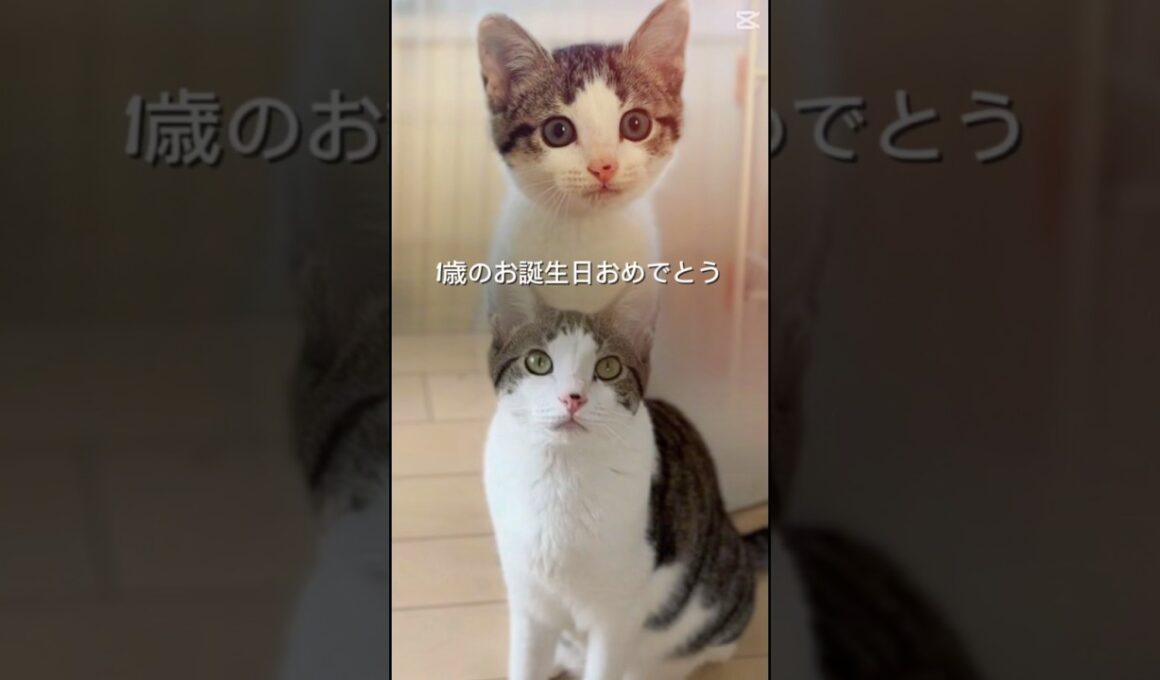 迷子の子猫が1歳になりました#子猫保護 #保護子猫 #こねこ