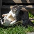 宮城県の猫島「田代島」で出会った猫　「道案内」をしているような姿に癒やされる | LIMO | くらしとお金の経済メディア