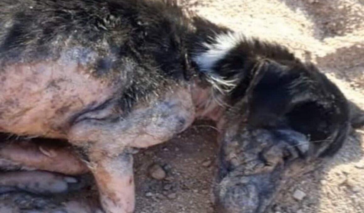 ガリガリに痩せ細って倒れていた仔犬を保護。見違えるように回復した姿に感動広がる LIMO編集部が感動の投稿をピックアップ！犬・猫の平均入手価格についても紹介 | LIMO | くらしとお金の経済メディア