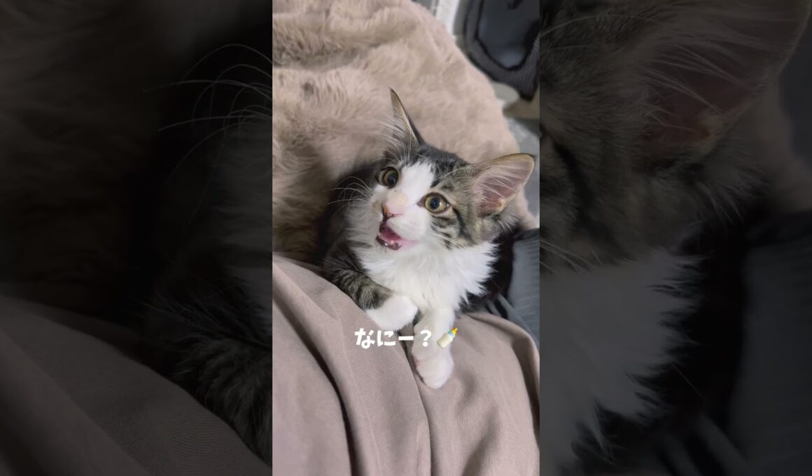 おしゃべり猫🐱名前呼んだら返事する甘えん坊🍼 #子猫 #保護猫 #猫の声 #おしゃべり動画 #猫とおしゃべり #おしゃべり猫