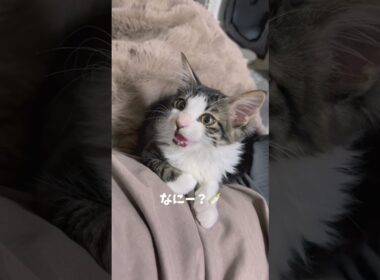 おしゃべり猫🐱名前呼んだら返事する甘えん坊🍼 #子猫 #保護猫 #猫の声 #おしゃべり動画 #猫とおしゃべり #おしゃべり猫