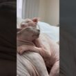 急に始まるケンカwww猫スルタンとアレクサンドラ【スフィンクス】