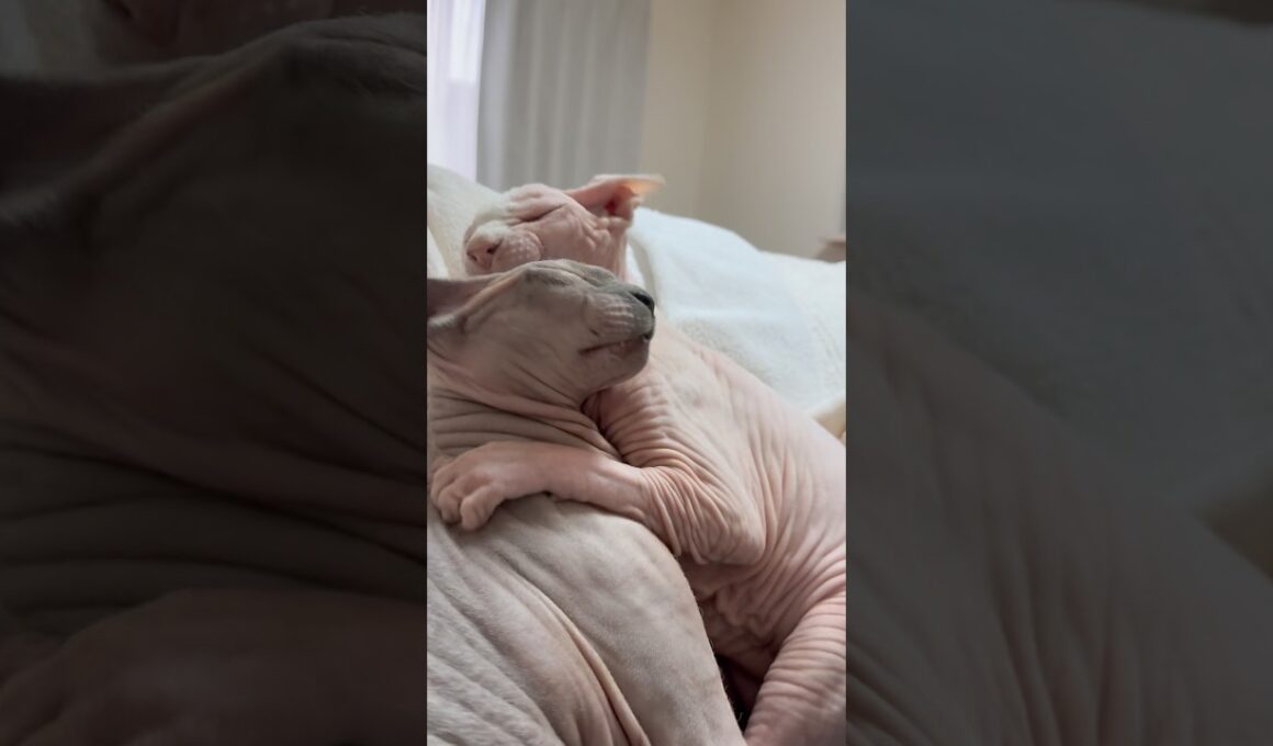 急に始まるケンカwww猫スルタンとアレクサンドラ【スフィンクス】