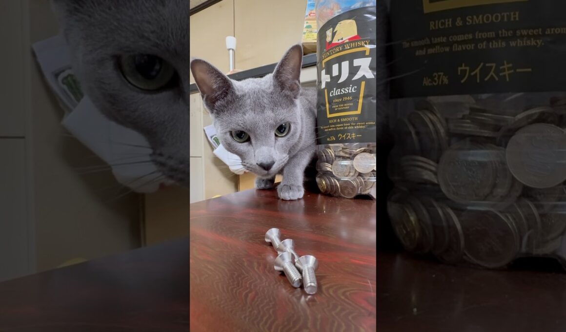 猫アレルギーと新しい仔猫の生活『ネジ』#shorts #ロシアンブルー #猫