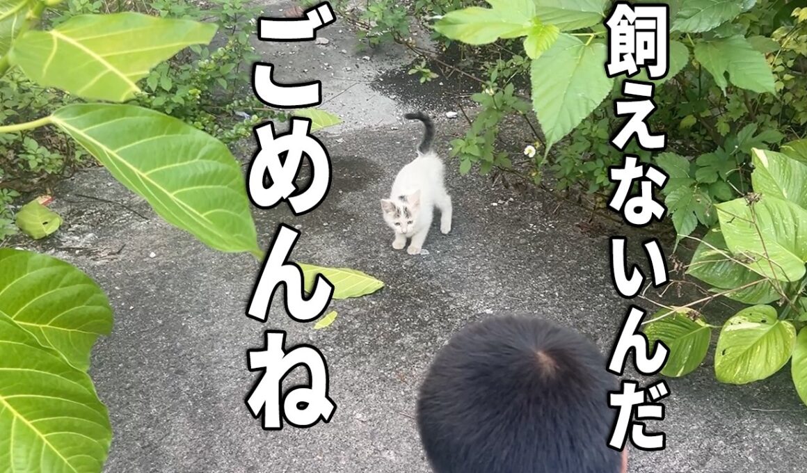 "飼えない"と諦めかけた子猫が一歳になりました㊗️【野良猫・保護】
