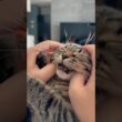 【鳴き声】子猫➡︎現在 #cat