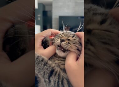 【鳴き声】子猫➡︎現在 #cat