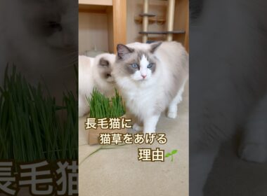 長毛猫に猫草をあげる理由🌱✨ #ラグドール #cat #猫好きさんと繋がりたい #ねこのいる生活 #ねこ動画 #多頭飼い