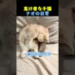 怠け者な子猫ナオの日常🐈 #子猫  #cat #cute