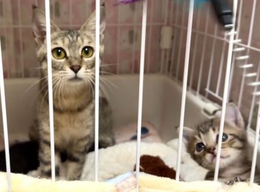 生後29日 ついにママ猫が遊び出した＆テンション上がっちゃった子猫【かのこ日記】 Mom cat starts playing! & Excited kitten