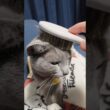 つや出しブラシがお気に入り♪ #猫 #ロシアンブルー #shorts