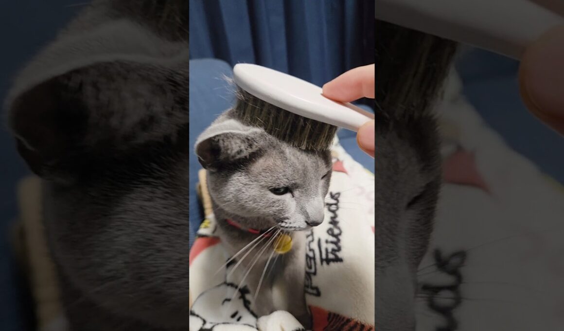 つや出しブラシがお気に入り♪ #猫 #ロシアンブルー #shorts
