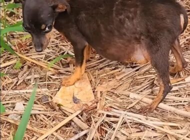 お腹が大きく膨らんだ仔犬を救助。疾患を乗り越えて幸せをつかむ姿に心打たれる LIMO編集部が感動の投稿をピックアップ！犬・猫の平均入手価格についても紹介 | LIMO | くらしとお金の経済メディア