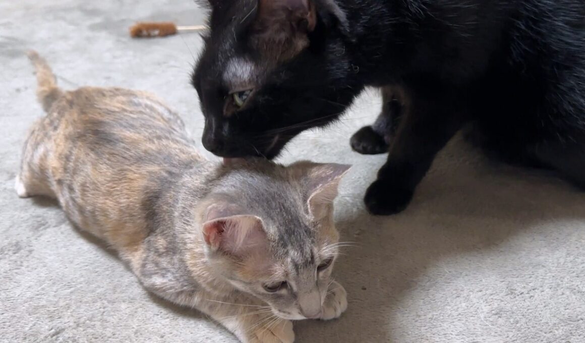 お姉ちゃん猫と子猫たちにペロペロ♡優しさいっぱいの黒猫くん