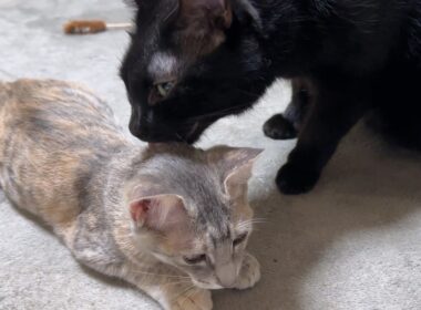 お姉ちゃん猫と子猫たちにペロペロ♡優しさいっぱいの黒猫くん