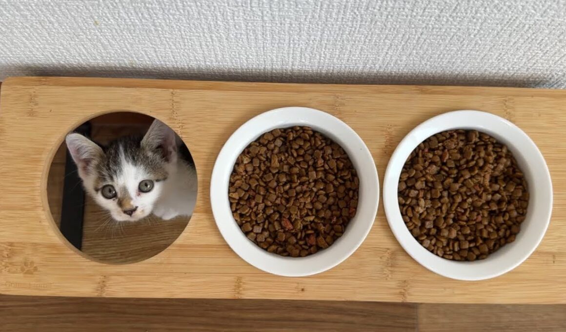 まさかのスタイルで食事する子猫