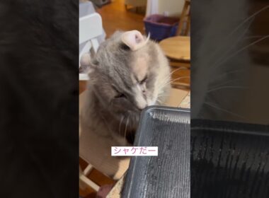 シャケ天国 #ねこ動画 #アメリカンカール