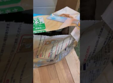 子猫に毎回ガチでビビらされる飼い主！保護猫