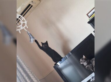 『出動3秒前』猫が静かに大変なことになっており、事故の予兆がいっぱいあって頭を抱える「猫すぎる」 - Togetter