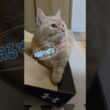 【母の願いはマンチカン】#shorts #猫 #ねこ #cat