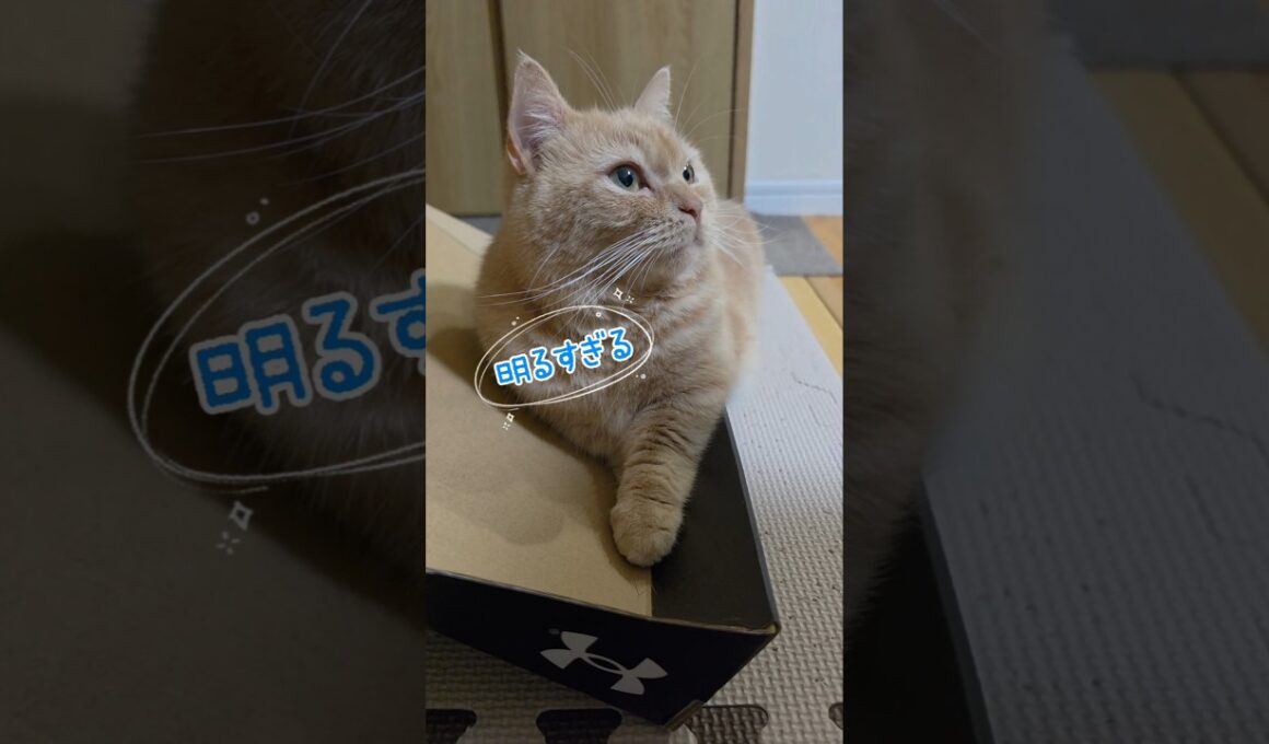 【母の願いはマンチカン】#shorts #猫 #ねこ #cat