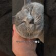 シャルトリューのこてつを接写してみた