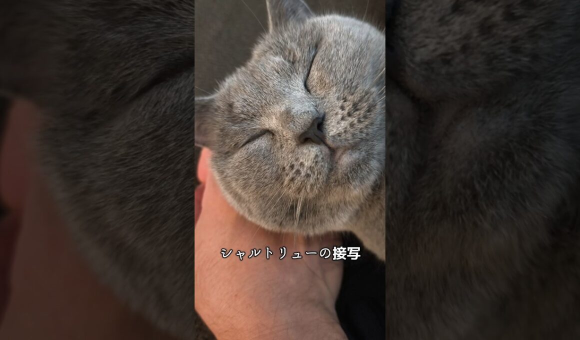 シャルトリューのこてつを接写してみた