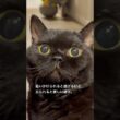 追いかけてほしい。 #cat #猫のいる暮らし #セルカークレックス #ブリティッシュショートヘア