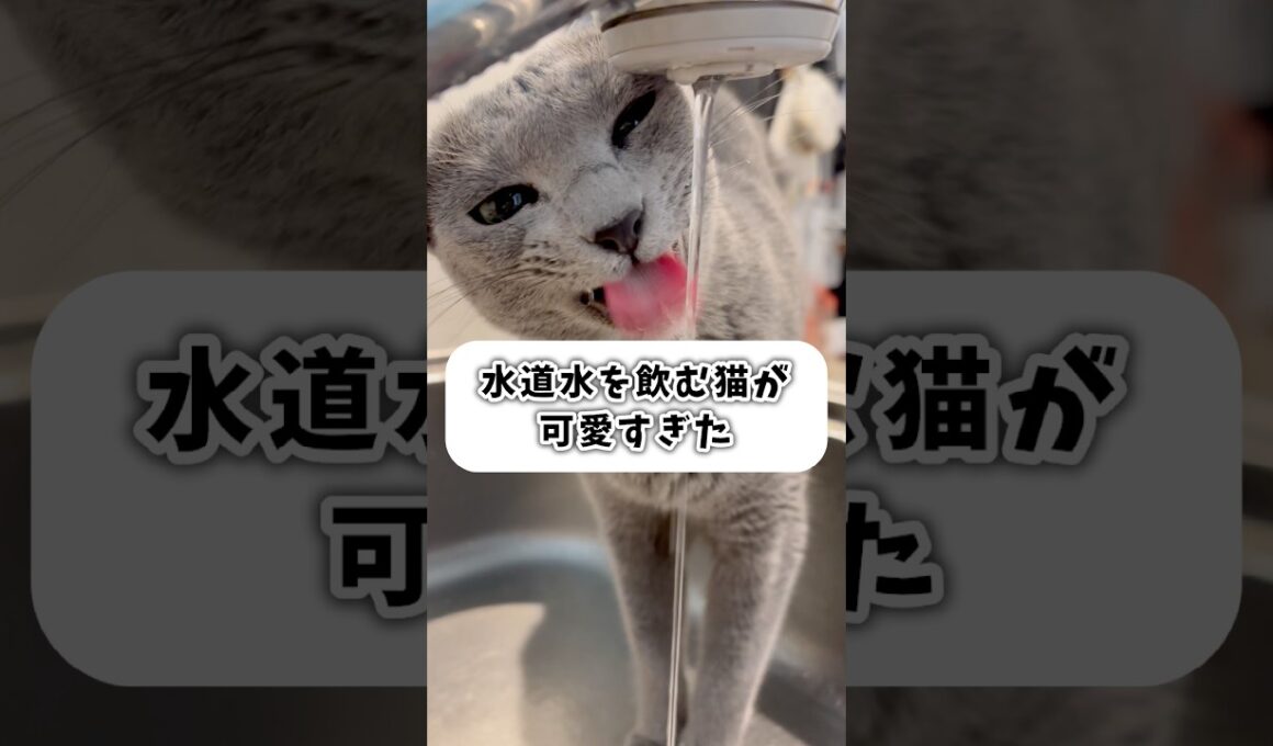 水道水を飲む猫が可愛すぎた❤️ #shorts #猫 #ねこ  #cat #ロシアンブルー #猫のいる暮らし #ネコ