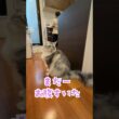 おしゃべりな大型猫。ご飯の催促#shorts