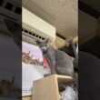 猫アレルギーと新しい仔猫の生活『ダイレクト』#shorts #ロシアンブルー #猫