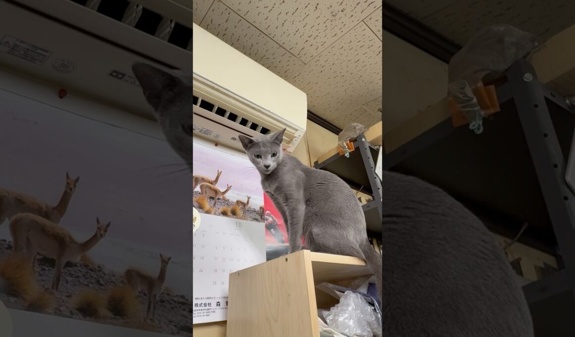 猫アレルギーと新しい仔猫の生活『ダイレクト』#shorts #ロシアンブルー #猫