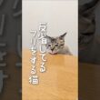 怒られ慣れた子猫はこうなる！ #子猫