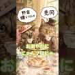 保護猫希紗羅のサビ猫日記７５「にゃんプロ、我が家の流儀」 #保護猫 #オシキャット #サビ猫 #ねこのいる生活