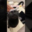 おめかし黒猫ボンベイ　#cat #ねこ #ねこのいる生活 #ねこのいる暮らし #ねこ動画 #猫 #猫好きさんと繋がりたい #かわいい #癒やし #甘えん坊