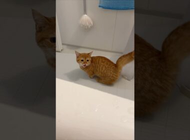 お風呂に入ってたら子猫がずっと見てくる🐱🛁👀