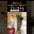 ペルシャ猫マリーちゃん、ひめちゃんを睨んだ結果…💥😳#ペルシャ猫 #マリーちゃん #ひめちゃん #チンチラゴールデン #チンチラシルバー #猫パンチ