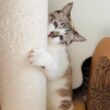 「はやくかえらないと、おつめでギィするからっ」点検業者に抗議！？しょんぼり顔の猫の勇ましい姿がたまらない！ ミントちゃんのプロフィールも紹介 | LIMO | くらしとお金の経済メディア