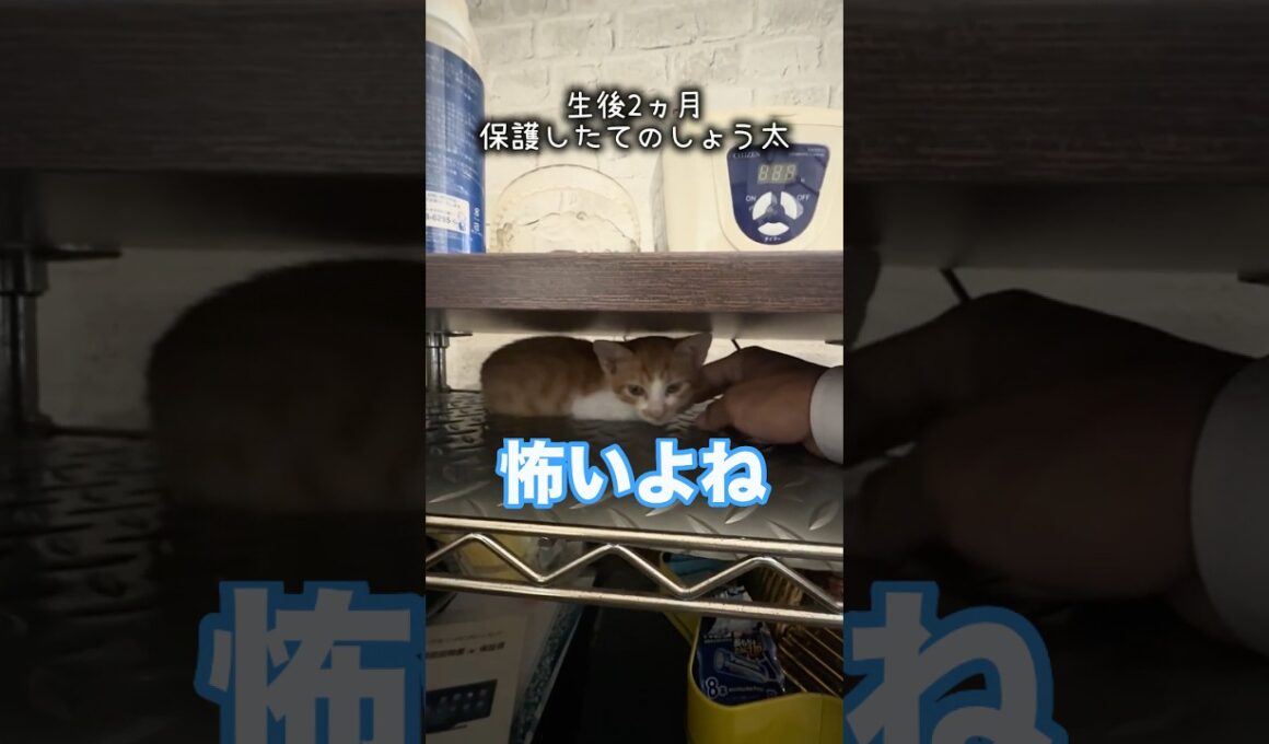 私の楽しい毎日はあなた達のおかげです2026/10/4 #子ネコ #cat #kitten #保護猫 #ねこ