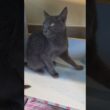 Cocoa Puffs finds it's hard to be the new kid in the transition room #cat #kitten