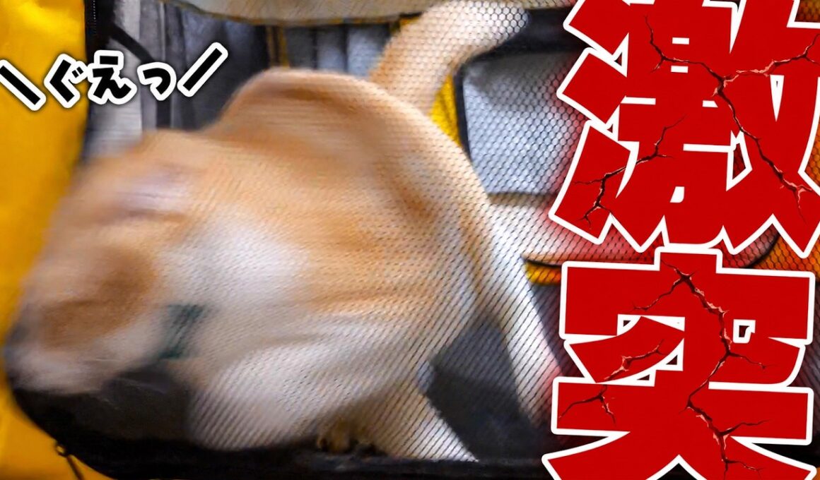 興奮しすぎて頭から網戸に激突してしまう猫