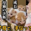 【完全版③】チビ猫こつぶ一家が引っ越す…!?子猫の開眼、暴れ目薬スタート【子育て篇】