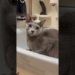 猫アレルギーと新しい仔猫の生活『洗面台』#shorts #ロシアンブルー #猫