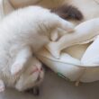 【ラグドール】ベッドは頭から降りるものだと思ってる子猫🐱