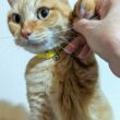 まるで面接官？前足を揃えて座る猫…迫力満点の表情に「圧迫面接」「受かる気しない」と反響 ぷりんちゃんのプロフィールも紹介 | LIMO | くらしとお金の経済メディア