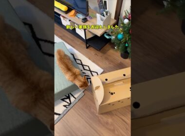 新しい家族をお迎えしました🐱✨🐾