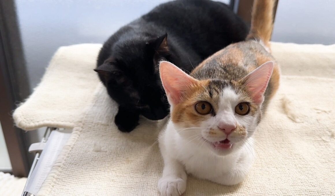 「次はこっち！」といろんな先輩猫に甘える子猫が可愛すぎます