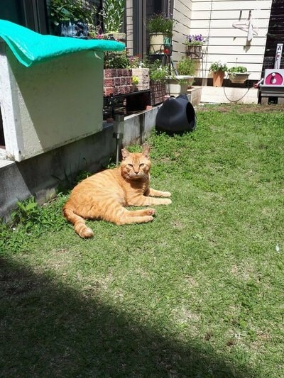 お庭に現れた頃の猫ちゃん
